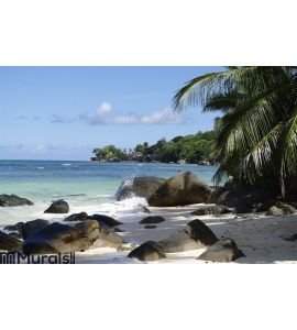Shady place under Palm trees at Beau Vallon Wall Mural