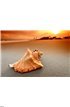Shell Wall Mural Wall art Wall decor