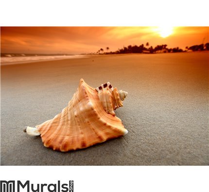 Shell Wall Mural Wall art Wall decor
