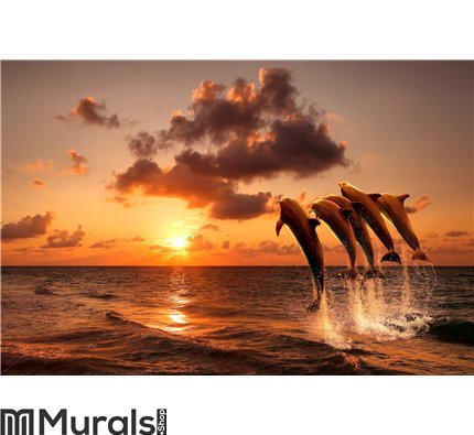 Beautiful sunset with dolphins Wall Mural Wall art Wall decor