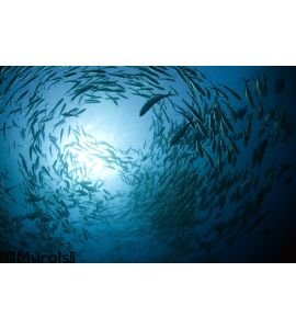 Fish in the ocean Wall Mural Wall art Wall decor