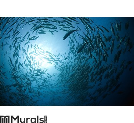 Fish in the ocean Wall Mural Wall art Wall decor