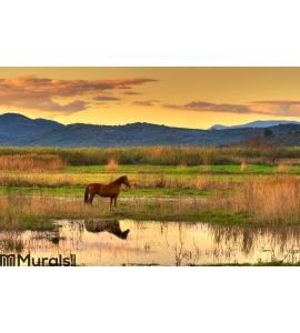 Horse in landscape Wall Mural