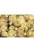 Yellow roses Wall Mural Wall art Wall decor