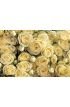 Yellow roses Wall Mural Wall art Wall decor