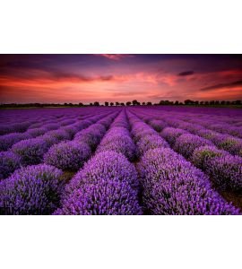 Lavender Field Sunset Wall Mural