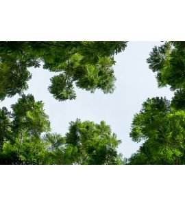 Tree Surround Space Sky Background Wall Mural