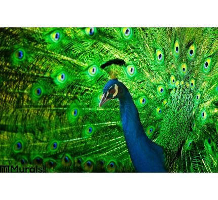 Peacock Wall Mural Wall Tapestry tapestries