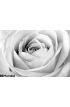 White Rose Close Up Wall Mural Wall Tapestry tapestries