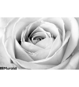 White Rose Close Up Wall Mural Wall Tapestry tapestries