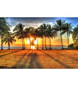 Sunlight Rising Behind Palm Trees Hdr Port Douglas Australia Wall Mural