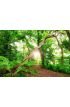Fantasy Summer Forest Wall Mural Wall Tapestry tapestries