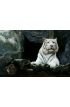 White Tiger Wall Mural Wall Tapestry tapestries