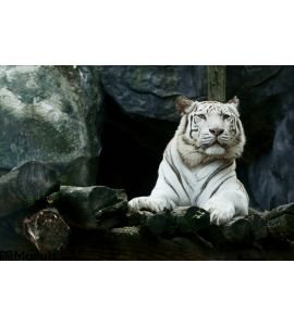 White Tiger Wall Mural