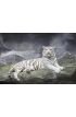 WHITE TIGER on a rock Wall Mural Wall Tapestry tapestries