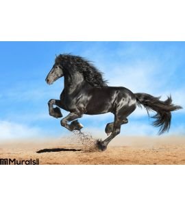 Black Friesian Horse Runs Gallop Wall Mural