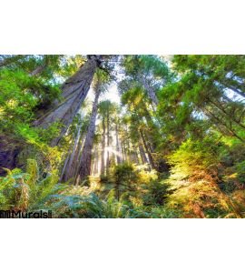 Beautiful Early Morning Old Growth Redwood Forest Wall Mural