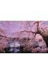 Cherryblossom light up Wall Mural Wall Tapestry tapestries