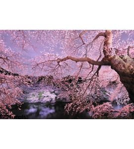 Cherryblossom light up Wall Mural