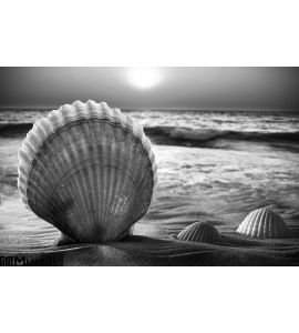 Sea Shells Sand Wall Mural