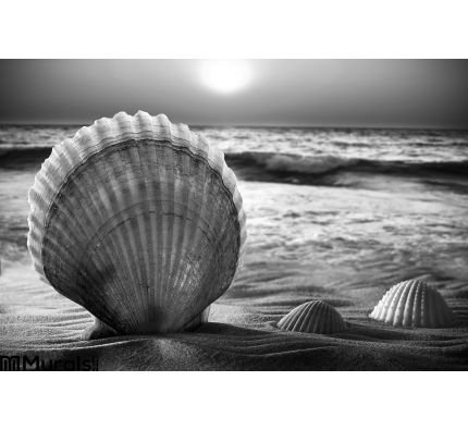 Sea Shells Sand Wall Mural Wall Tapestry tapestries