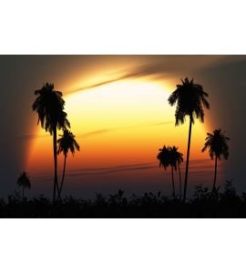 Tropical Twilight Sun Highlights Palm Silhouettes Wall Mural