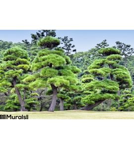 Green pine trees in a forest Wall Mural