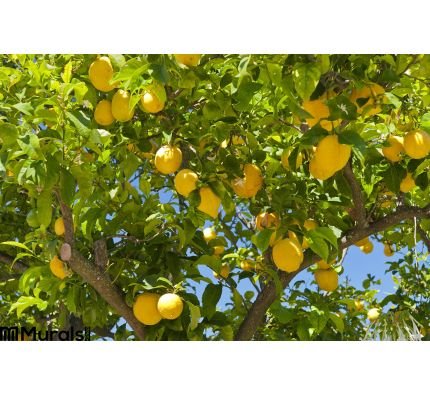 Lemon Tree Wall Mural Wall Tapestry tapestries