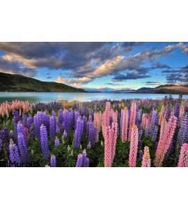 Lupines Shore Lake Tekapo Wall Mural Wall Tapestry tapestries