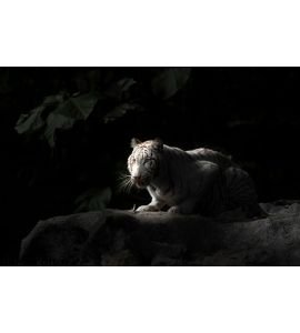 White Bengal Tiger Wall Mural Wall Tapestry tapestries