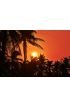 Sunset with coconut tree. Silhouettes Wall Mural Wall Tapestry tapestries