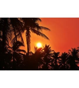 Sunset with coconut tree. Silhouettes Wall Mural Wall Tapestry tapestries