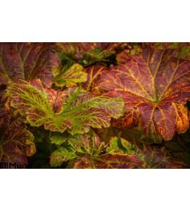Heuchera Leaves Autumn Wall Mural Wall Tapestry tapestries
