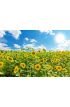 Sunflowers Field Wall Mural Wall Tapestry tapestries