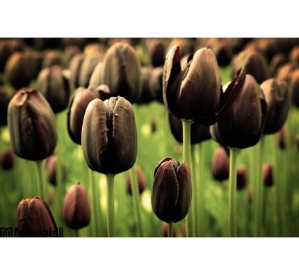 Unique Black Tulip Flowers Wall Mural Wall Tapestry tapestries