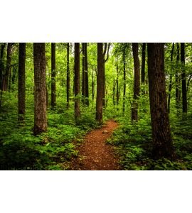 Trail Tall Trees Lush Forest Shenandoah National Park Wall Mural Wall art Wall decor