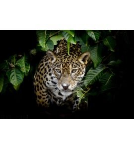 Jaguar Portrait Wall Mural