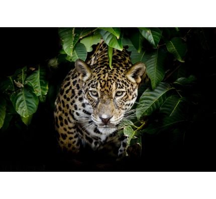 Jaguar Portrait Wall Mural Wall art Wall decor