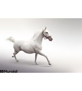 White Horse Wall Mural