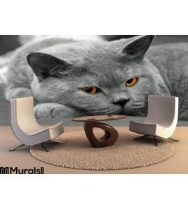 British Shorthair Striking Pose Wall Mural Wall art Wall decor