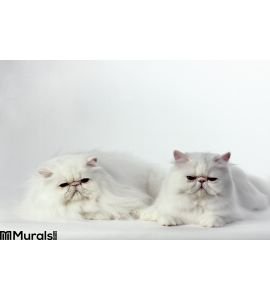 2 White Persian Cats Wall Mural Wall art Wall decor