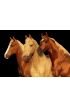 Horse Wall Mural Wall art Wall decor