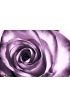 Purple Rose Wall Mural Wall Tapestry tapestries