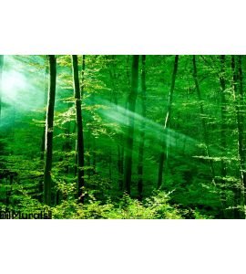 Lights Forest Wall Mural Wall Tapestry tapestries