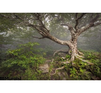 Creepy Fairytale Tree Spooky Forest Fog Nc Fantasy Wall Mural Wall Tapestry tapestries