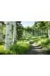 Beautiful Mountain Hiking Trail Aspen Trees Vail Colorado Wall Mural Wall Tapestry tapestries