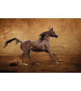 Runing Arabian Horse Wall Mural