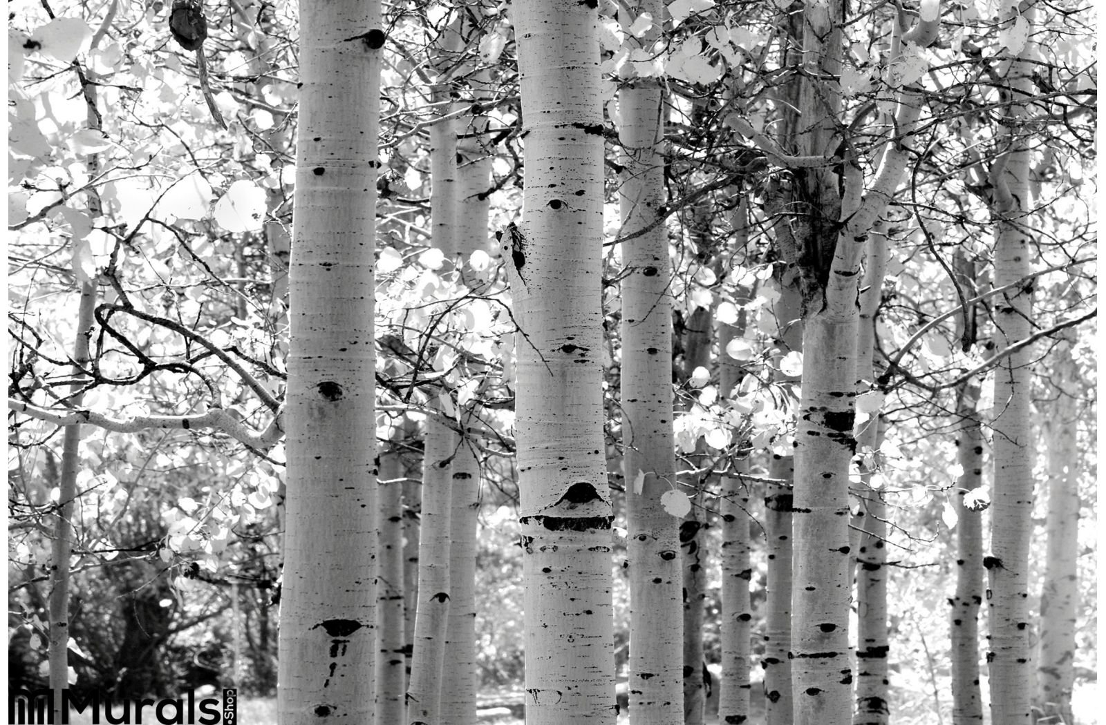 Black White Image Aspen Trees Wall Mural