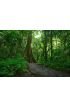Jungle Forest Scenic Background Wall Mural Wall art Wall decor