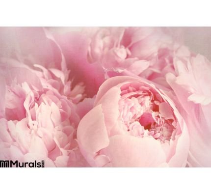 Closeup Peony Flowers Wall Mural Wall art Wall decor